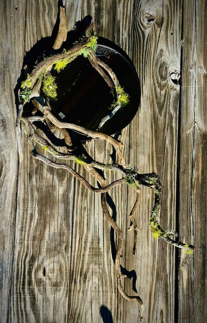 Sweetly Entangled- Wonder Portal