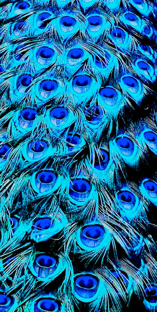 Peacock tail blue, print