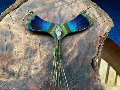 Bird of Paradise